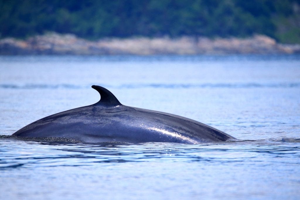 Croisière aux baleines